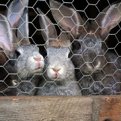Rabbit Netting Installation