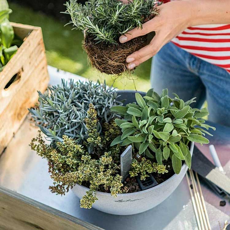 Garden Planters, Pots and Container Gardening
